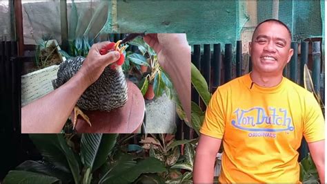 paano patabain ang manok